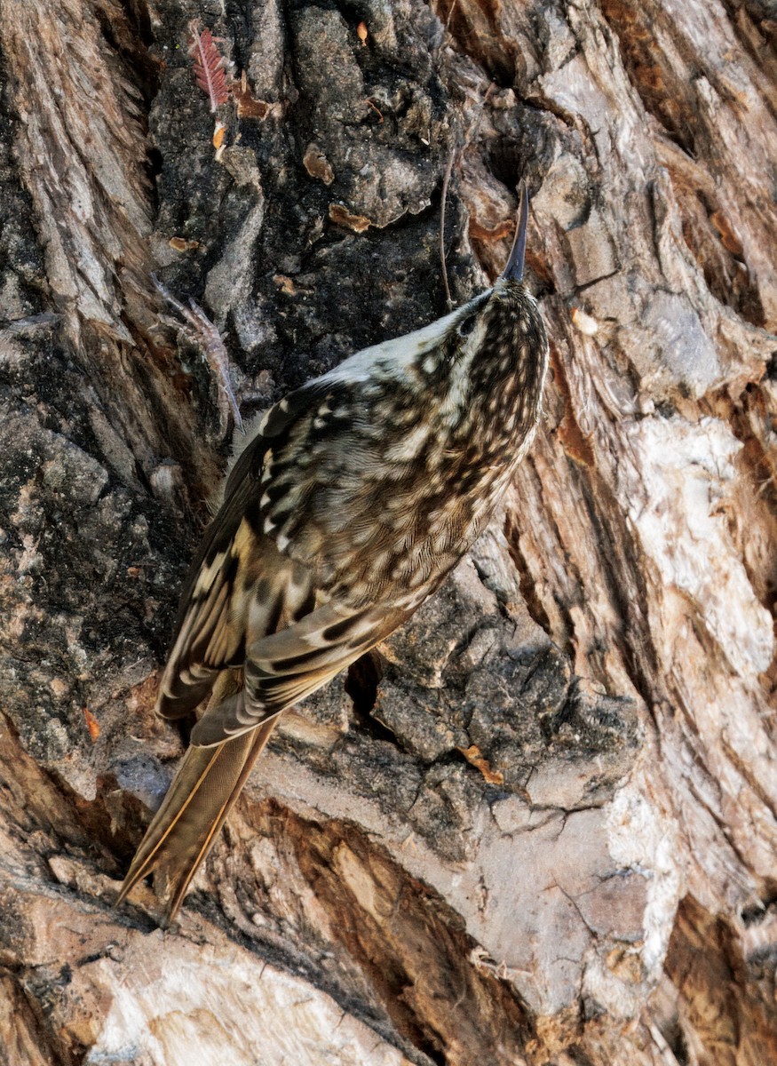 Brown Creeper - ML643109259