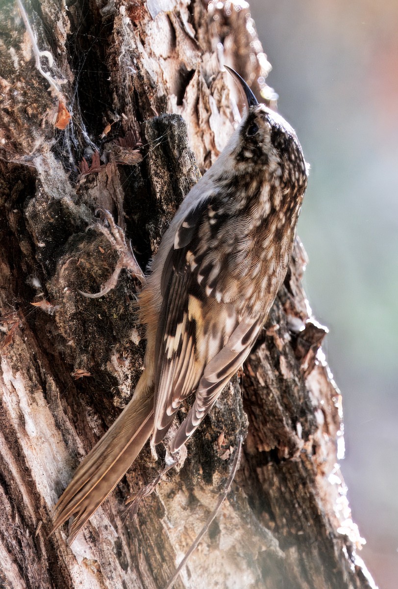 Brown Creeper - ML643109260