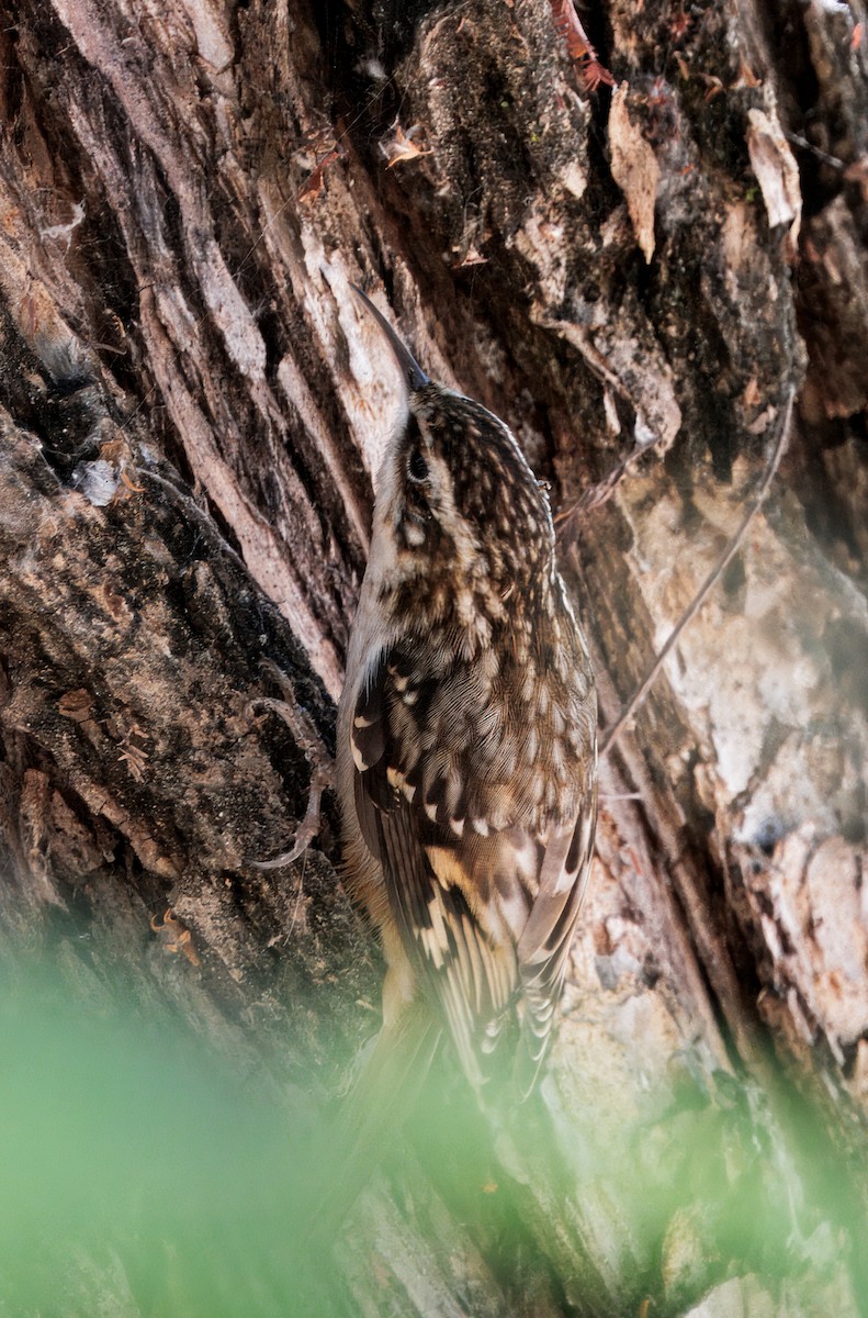 Brown Creeper - ML643109261