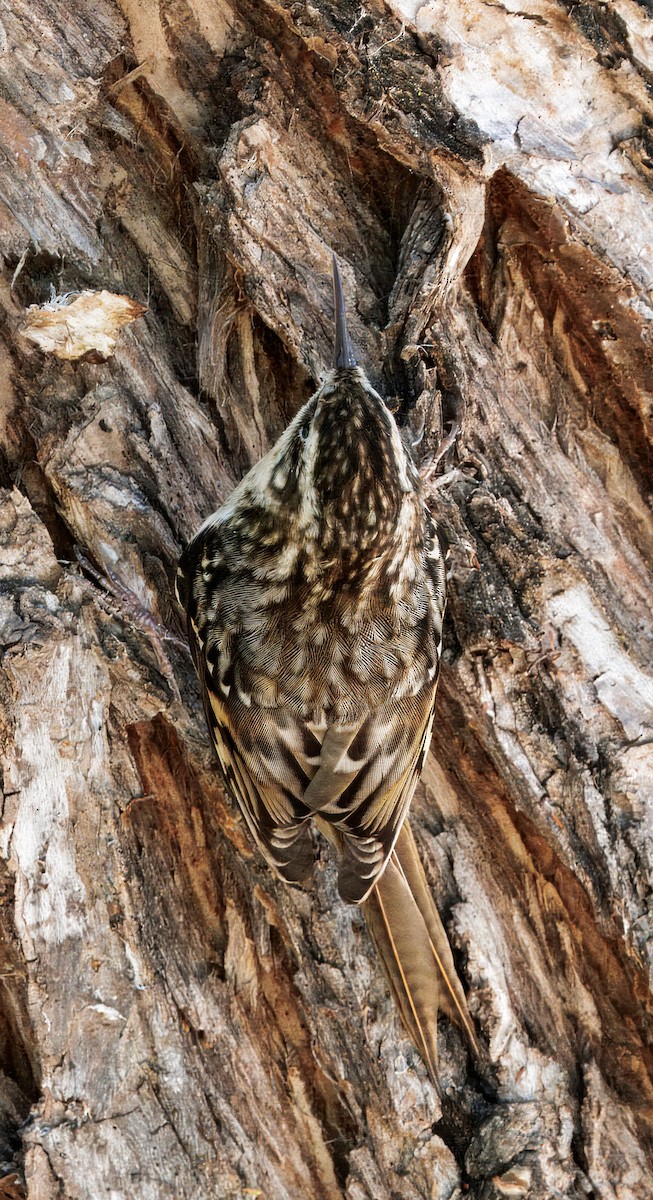 Brown Creeper - ML643109262