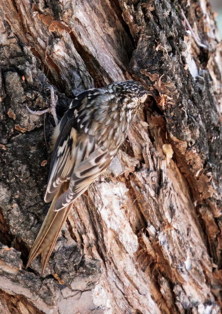 Brown Creeper - ML643109263
