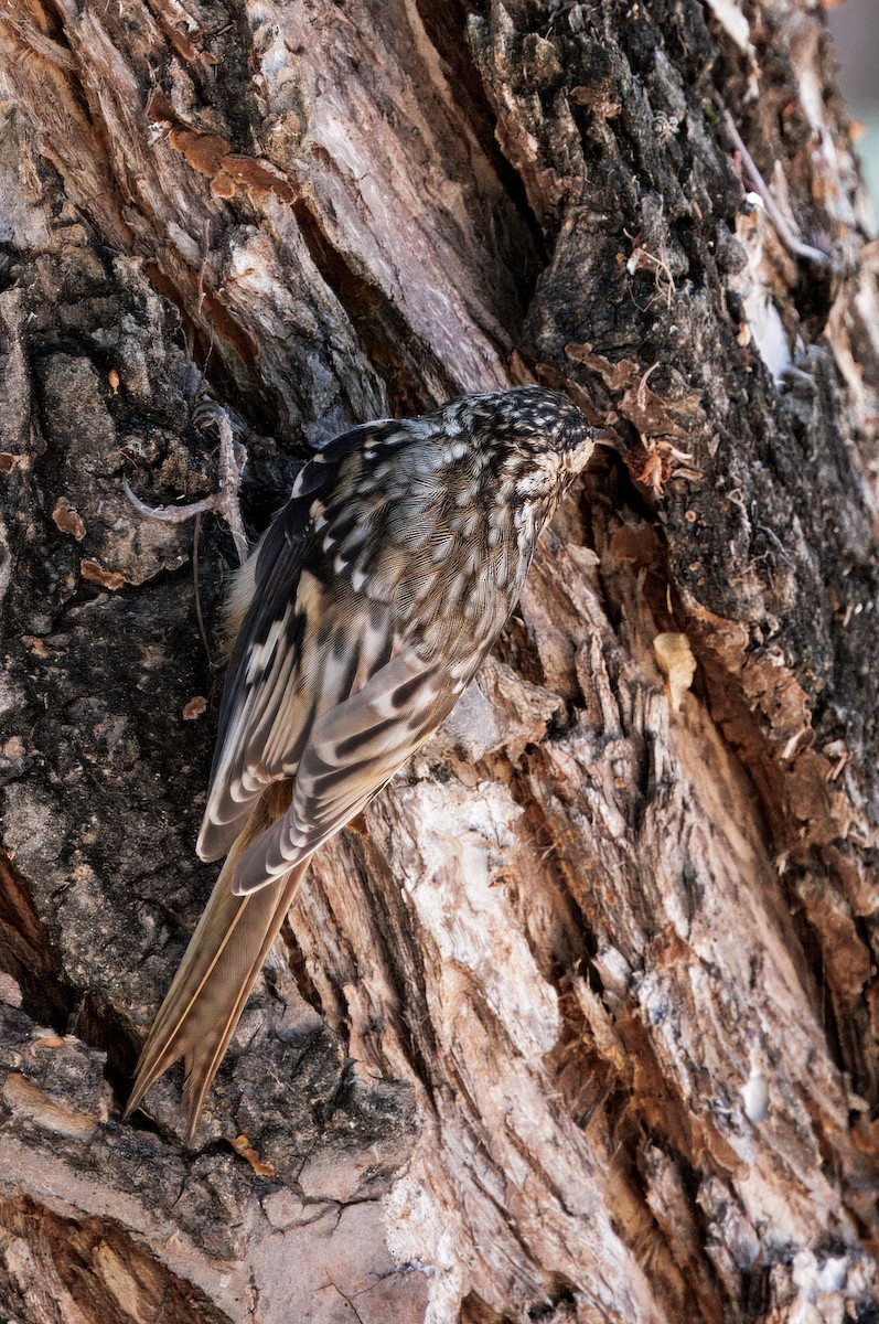 Brown Creeper - ML643109265