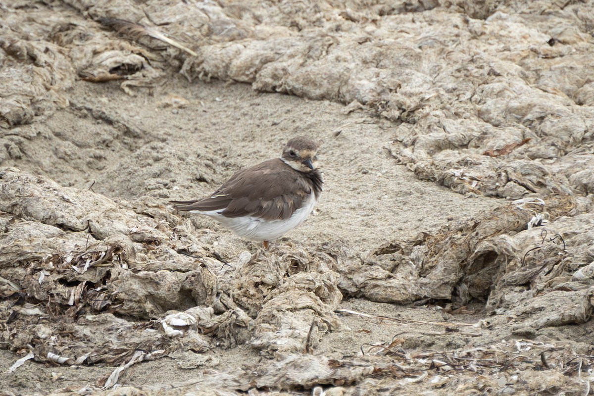 Common Ringed Plover - ML643109290