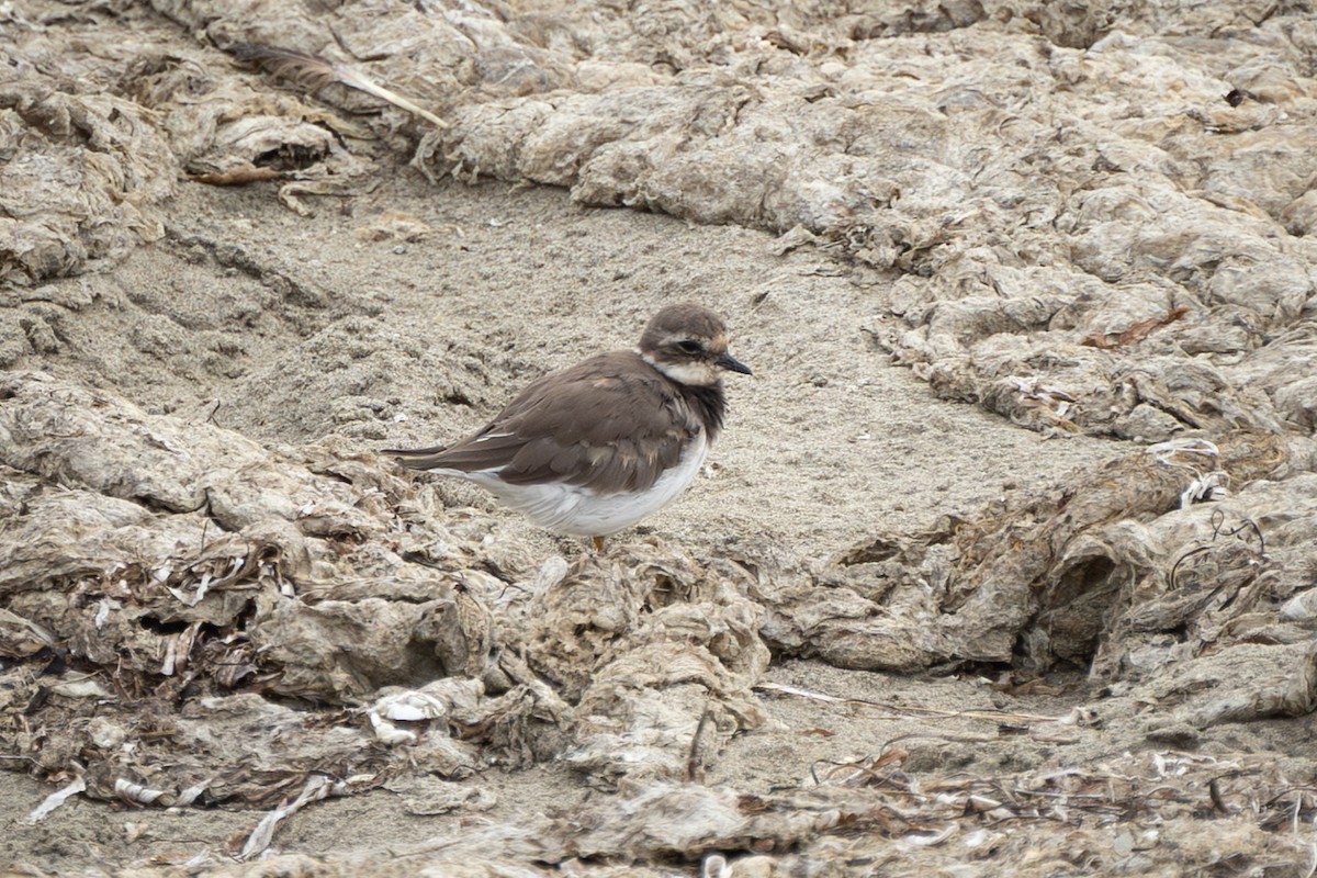 Common Ringed Plover - ML643109291