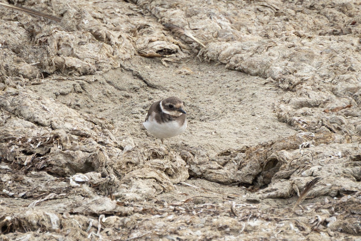 Common Ringed Plover - ML643109292