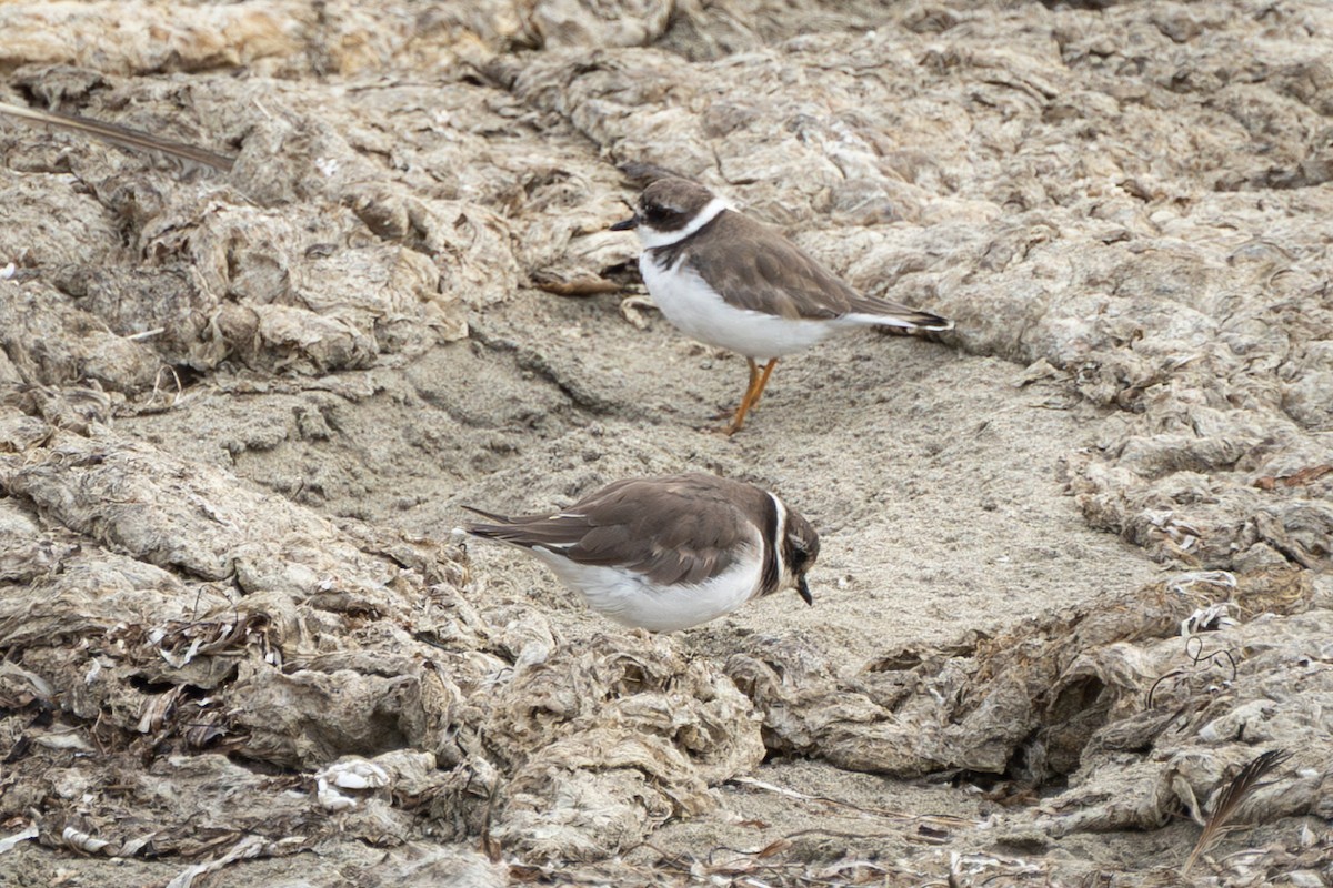 Common Ringed Plover - ML643109293