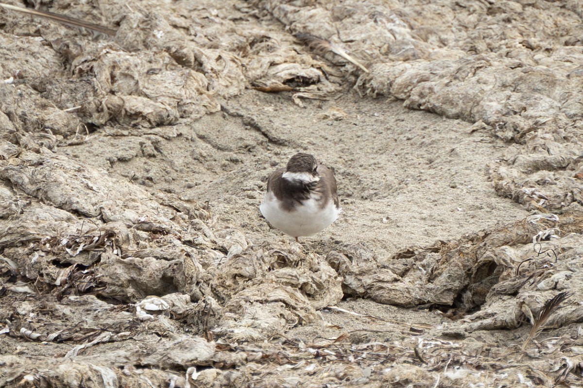 Common Ringed Plover - ML643109294