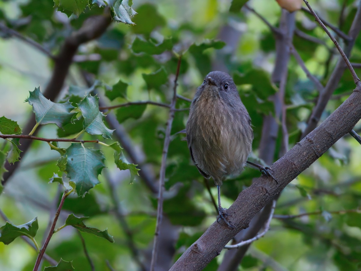 Wrentit - ML643109300