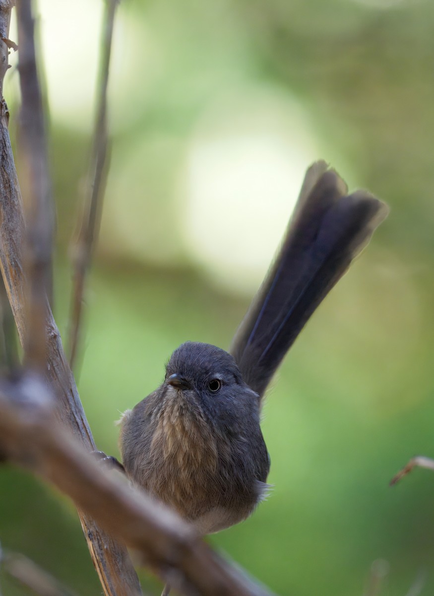 Wrentit - ML643109305