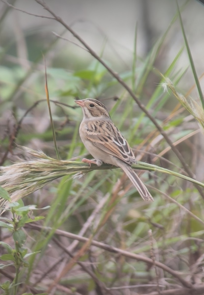 Clay-colored Sparrow - ML643109329
