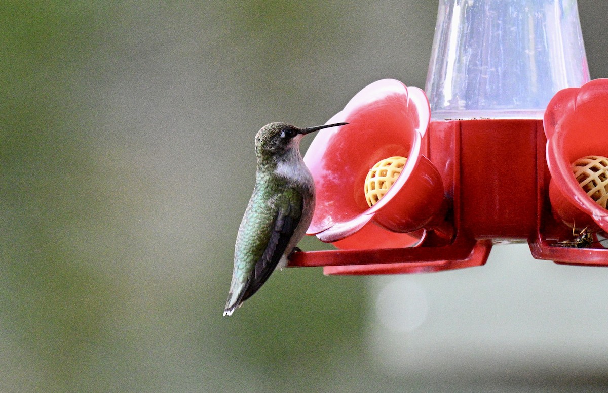 Ruby-throated Hummingbird - ML643109393