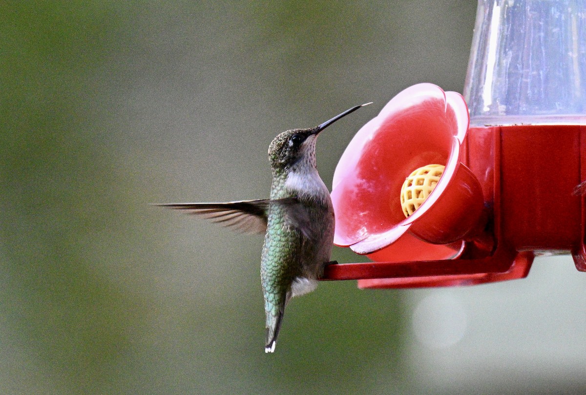Ruby-throated Hummingbird - ML643109395