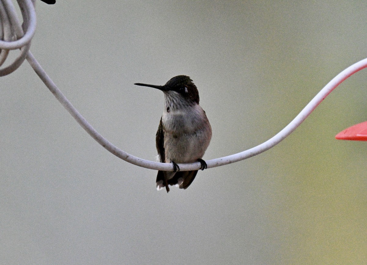 Ruby-throated Hummingbird - ML643109396