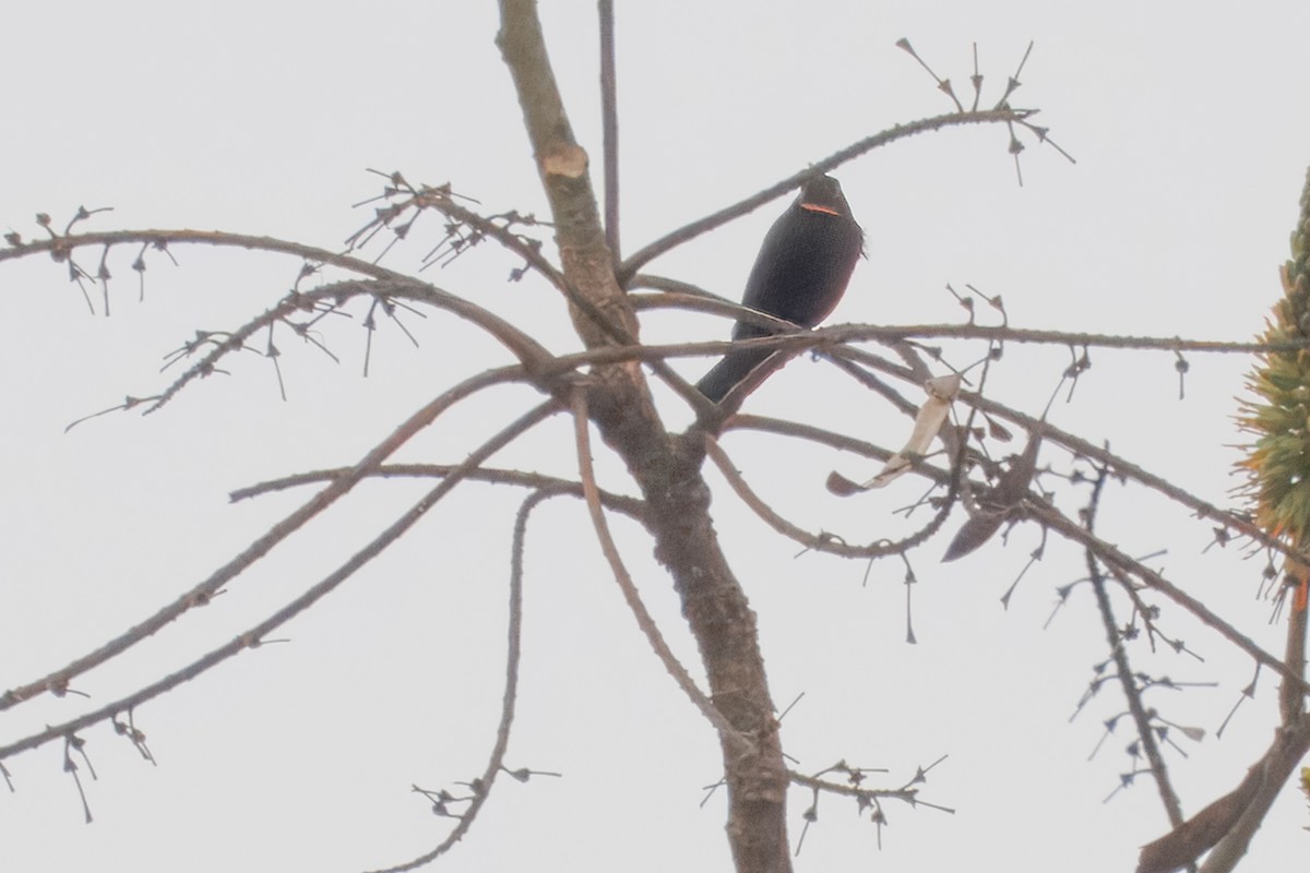 Amethyst Sunbird - ML643109404