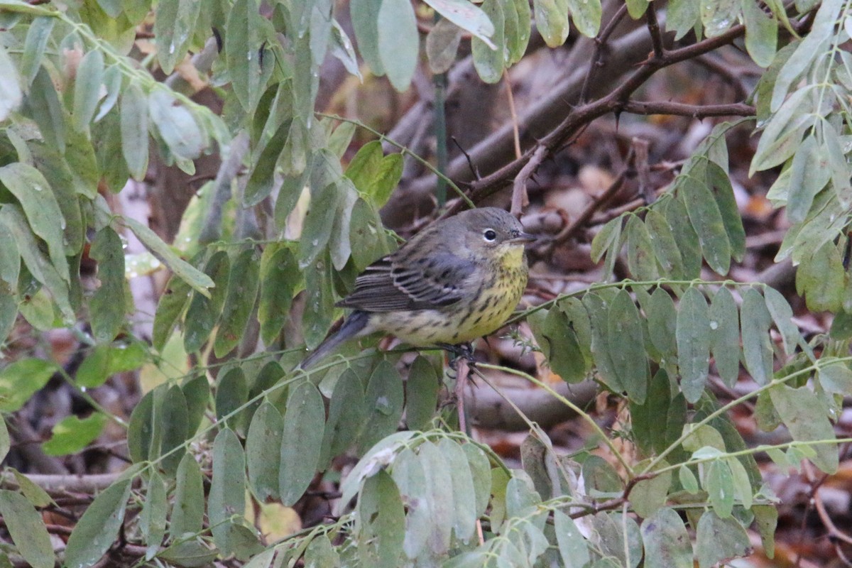 Kirtland's Warbler - ML643109405