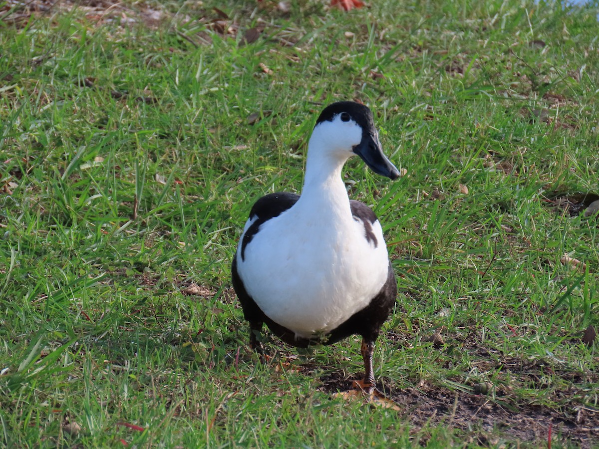 anatidé sp. (canard sp.) - ML643109409