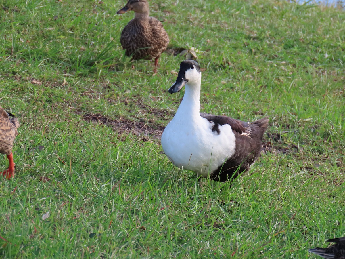anatidé sp. (canard sp.) - ML643109410