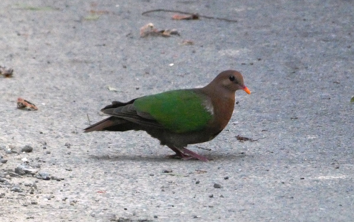 Pacific Emerald Dove - ML643109415