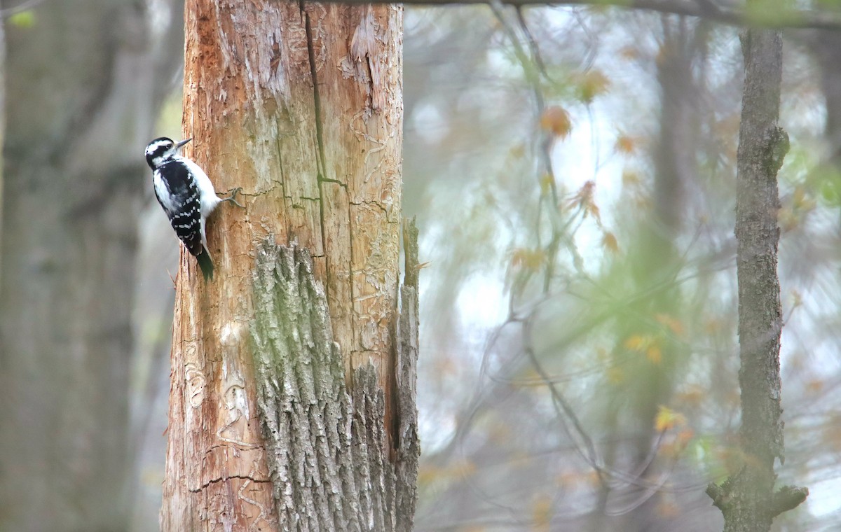 Hairy Woodpecker (Eastern) - ML643109451