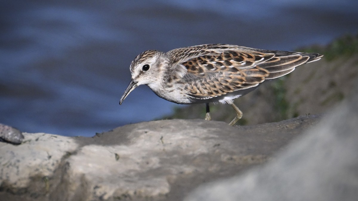 Least Sandpiper - ML643109457
