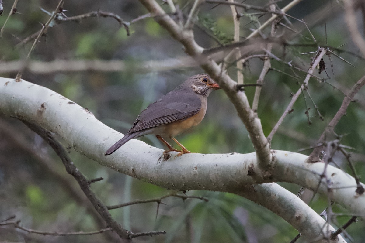 Kurrichane Thrush - ML643109469