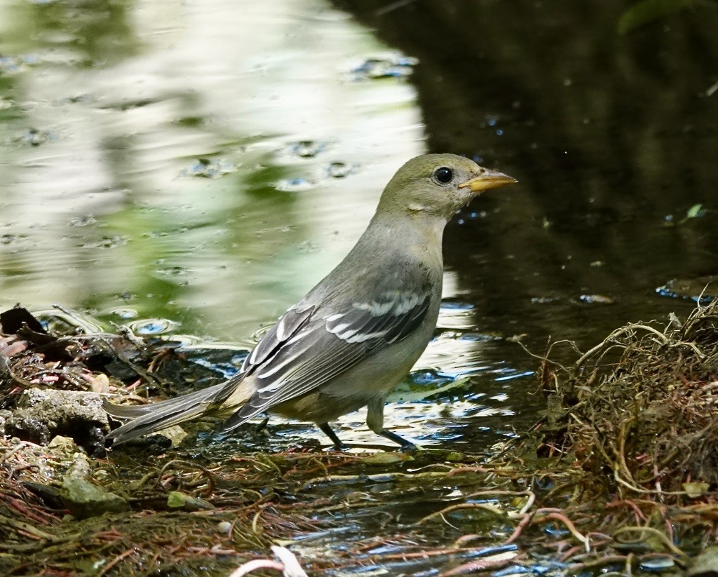 Western Tanager - ML643109556