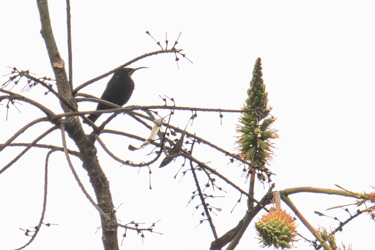 Amethyst Sunbird - ML643109570