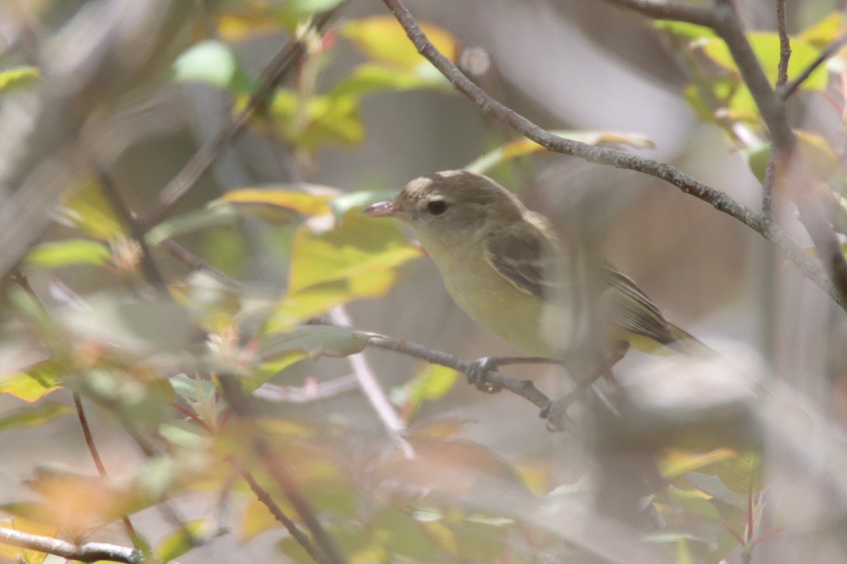 Bell's Vireo - ML643109582