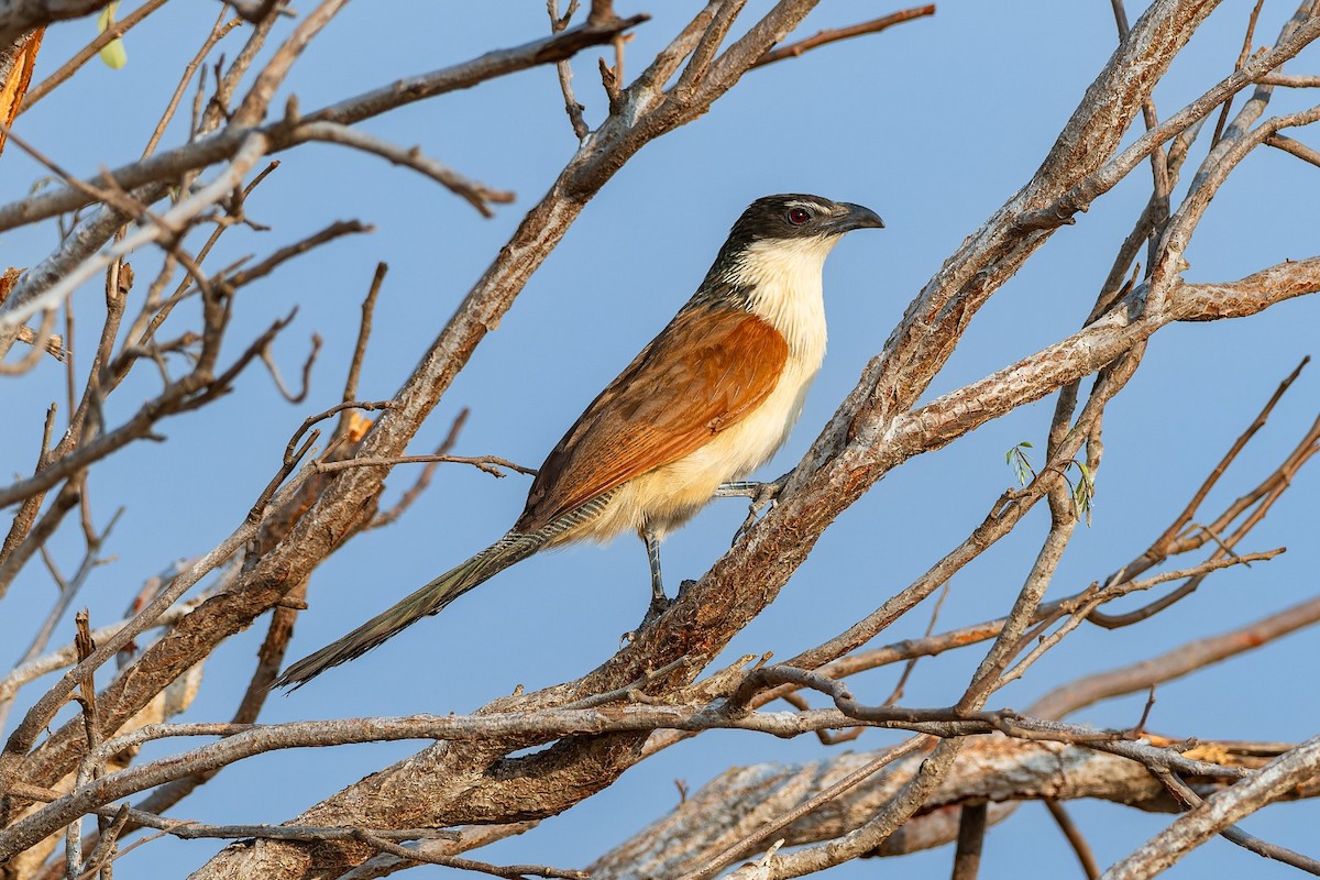 Burchell's Coucal - ML643109596