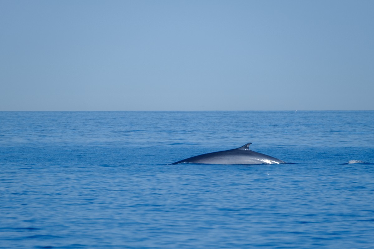 Fin Whale - ML643109607