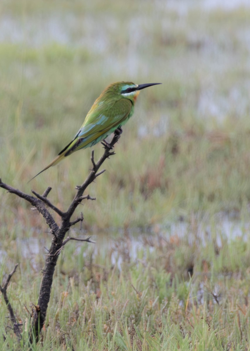 Blue-cheeked Bee-eater - ML643109622