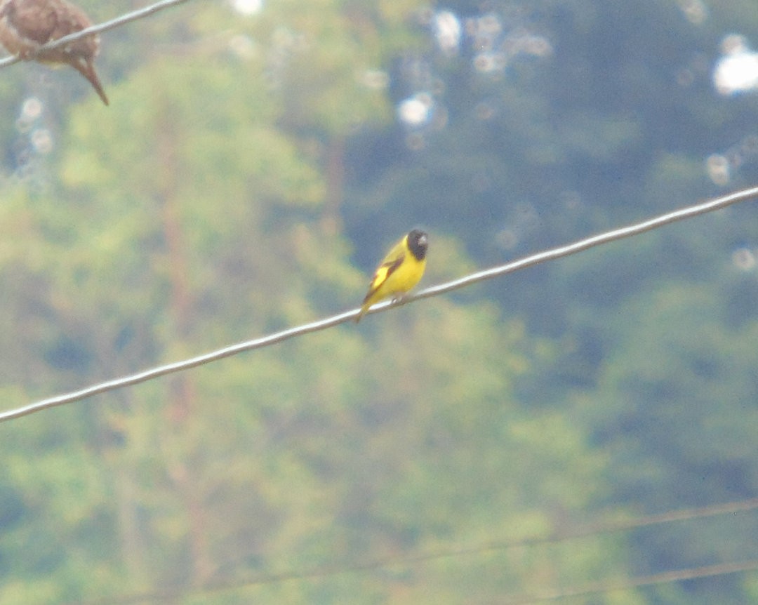 Hooded Siskin - ML643109631