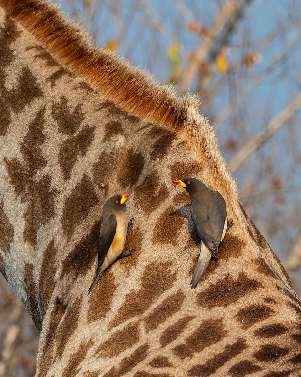 Yellow-billed Oxpecker - ML643109643
