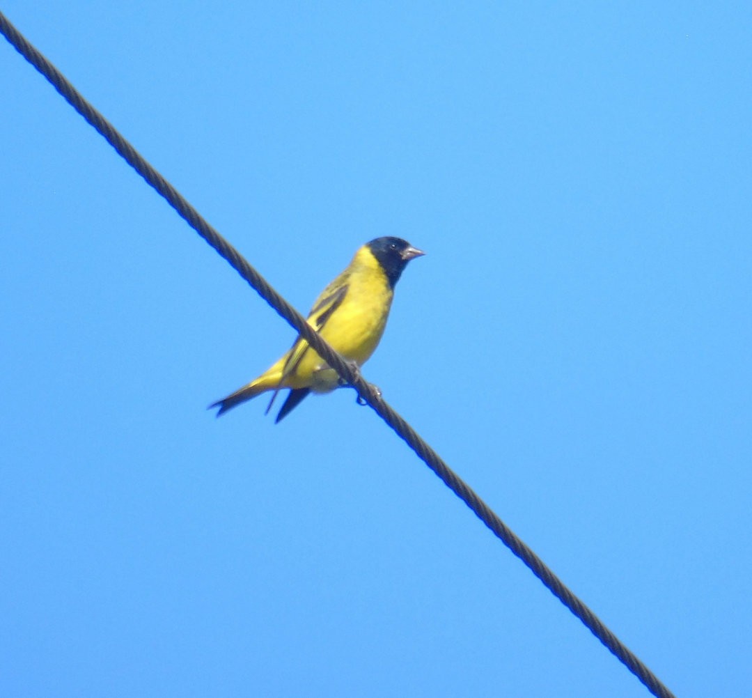 Hooded Siskin - ML643109654