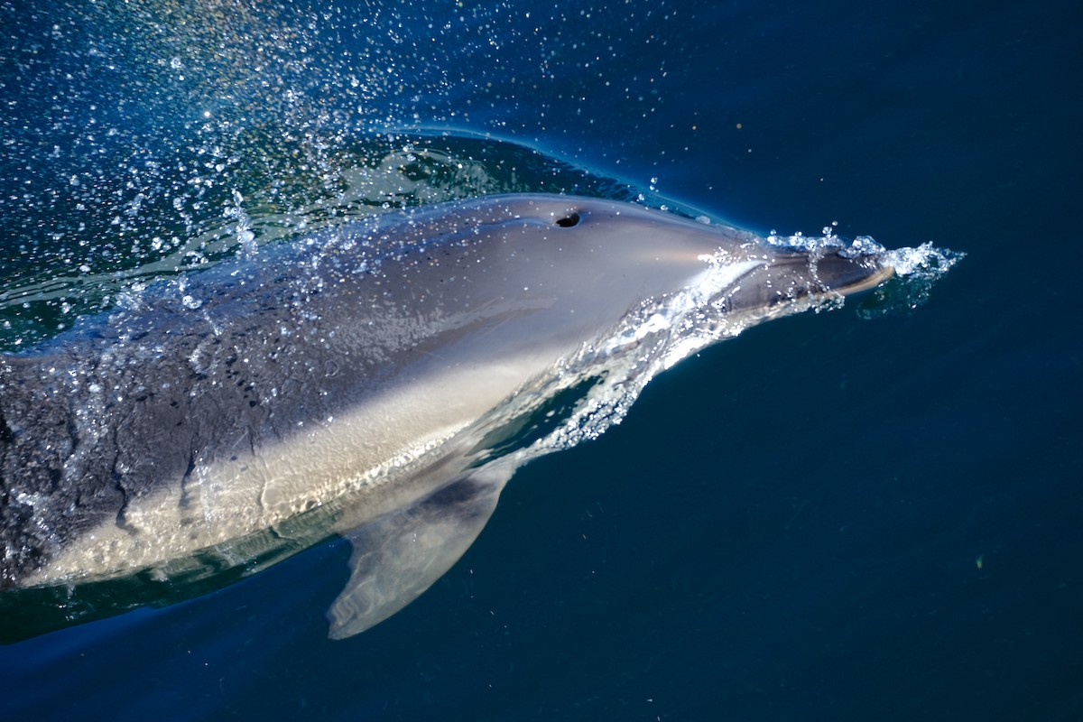 Common Dolphin - ML643109656