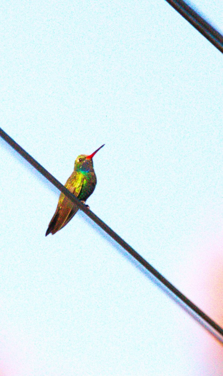 brednebbkolibri - ML643109659