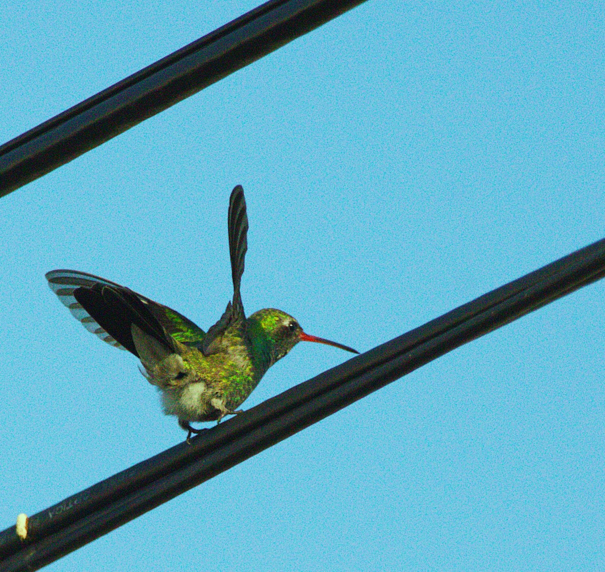 brednebbkolibri - ML643109662