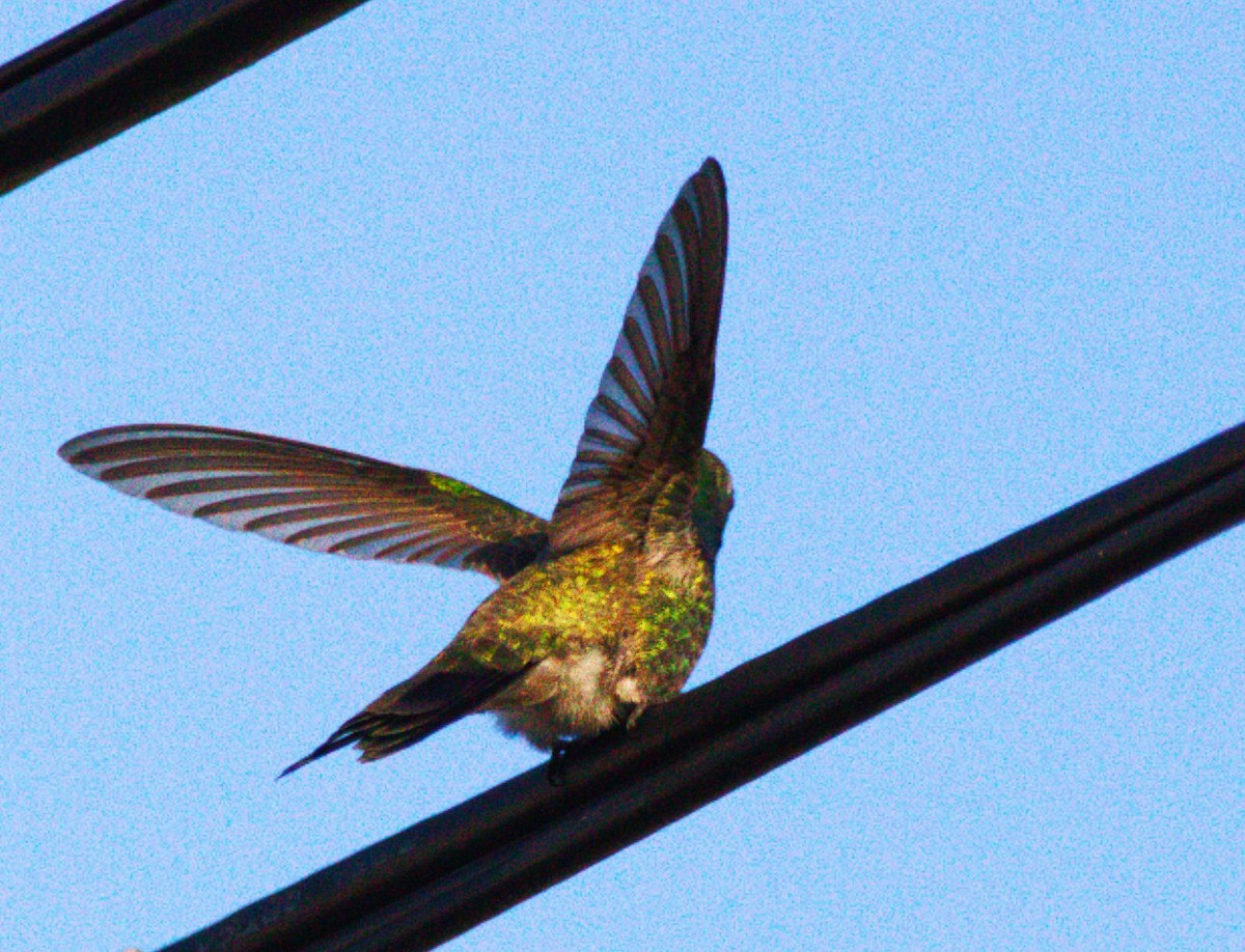 brednebbkolibri - ML643109663