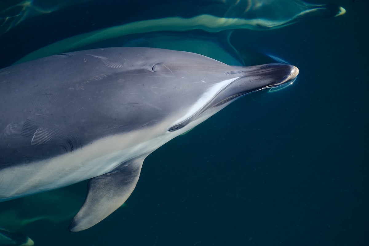 Common Dolphin - ML643109706