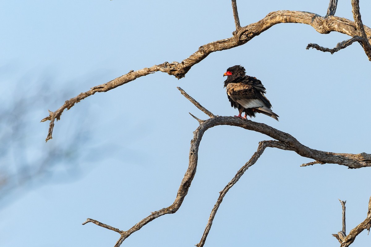 Bateleur - ML643109707