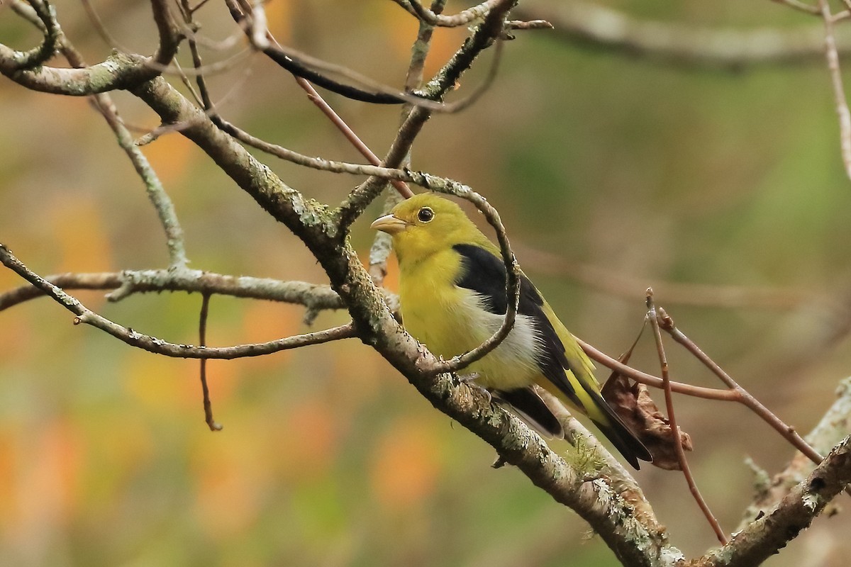 Scarlet Tanager - ML643109717
