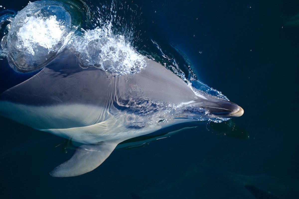 Common Dolphin - ML643109750