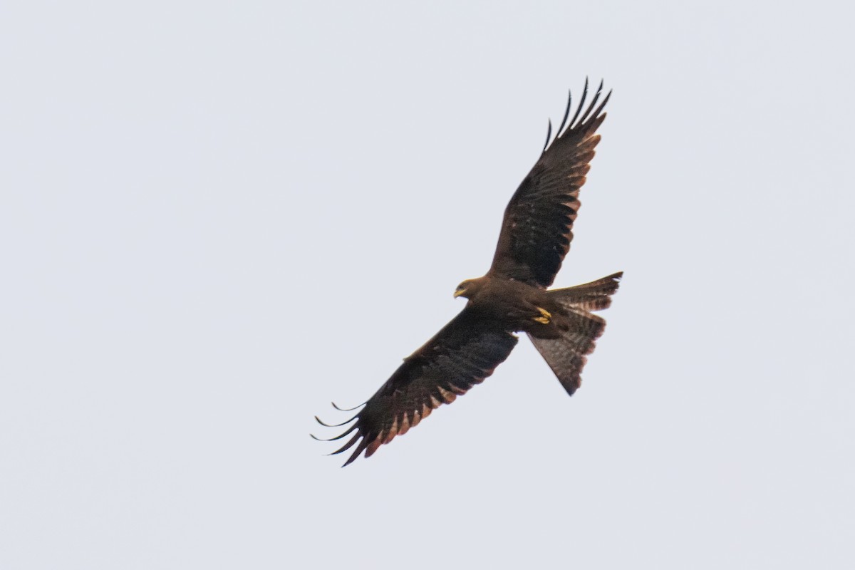 黑鳶 - ML643109769