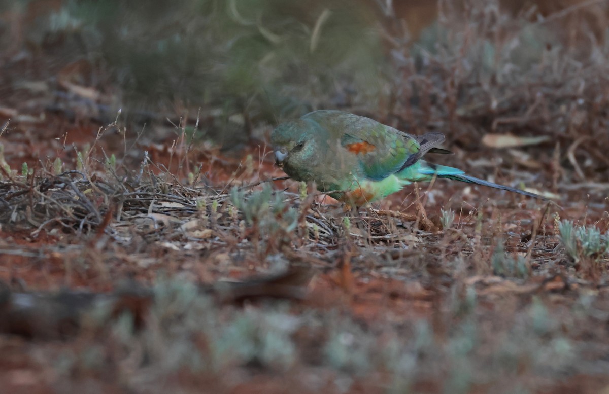 Mulga Parrot - ML643109774