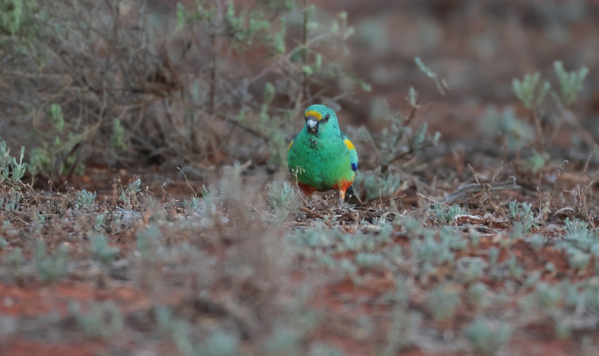 Mulga Parrot - ML643109780