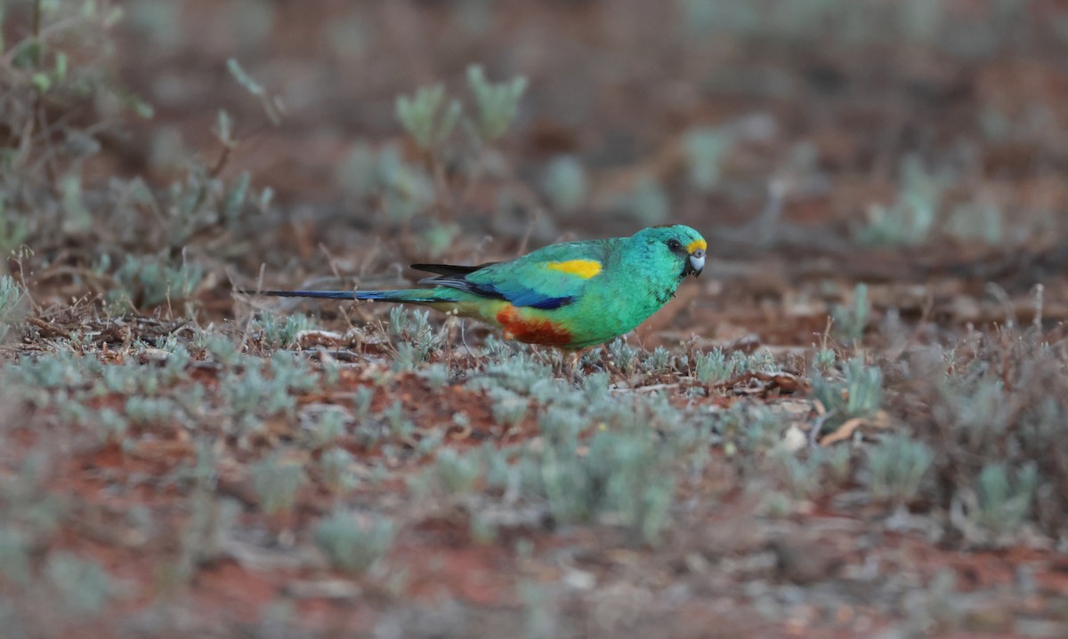 Mulga Parrot - ML643109785