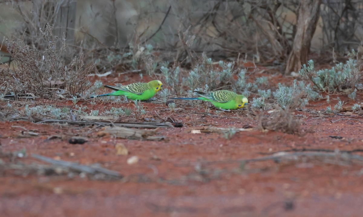 Budgerigar - ML643109811