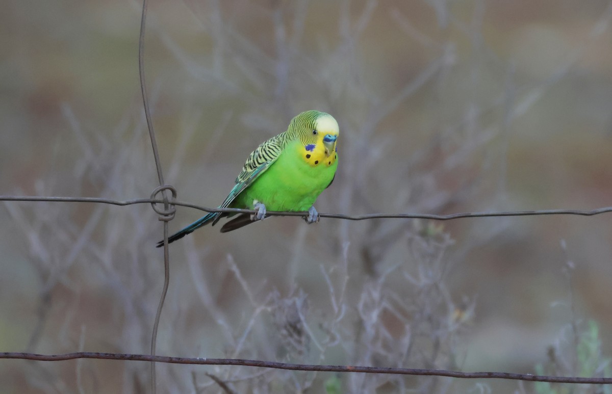 Budgerigar - ML643109814