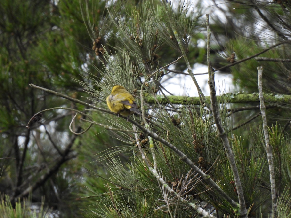 Black-headed Siskin - ML643109851