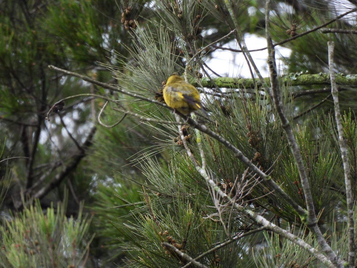 Black-headed Siskin - ML643109852